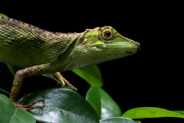 Foto gratuita cabeza de primer plano de lagarto pseudocalotes con fondo negro árbol menor agamid pseudocalotes tympanistriga cabeza de primer plano