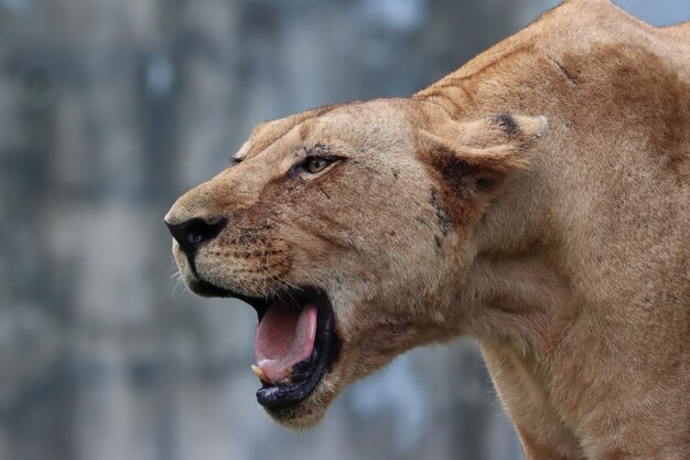 Cabeza de primer plano de león africano hembra cara de primer plano de león africano
