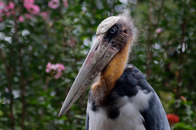 Cabeza de primer plano de pájaro cigüeña marabú con fondo natural