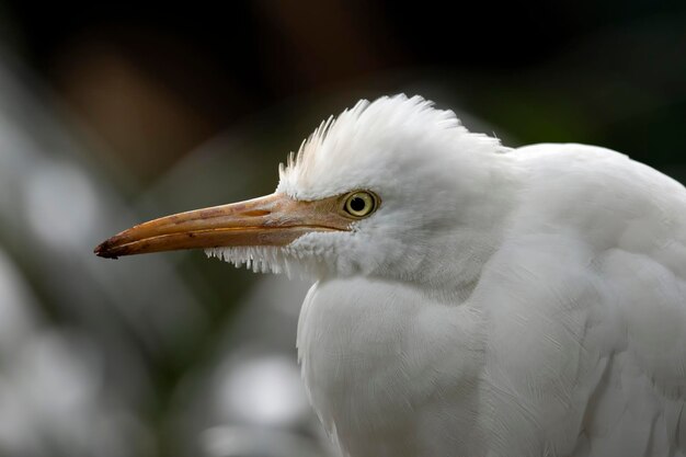 Cabeza de primer plano de pájaro de garcilla bueyera en la naturaleza