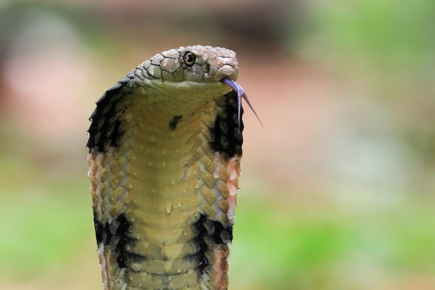 Cabeza de primer plano de serpiente cobra real primer plano de reptil de cara de primer plano de cobra real con fondo negro