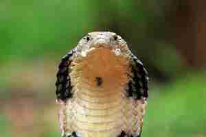 Foto gratuita cabeza de primer plano de serpiente cobra real desde la vista lateral