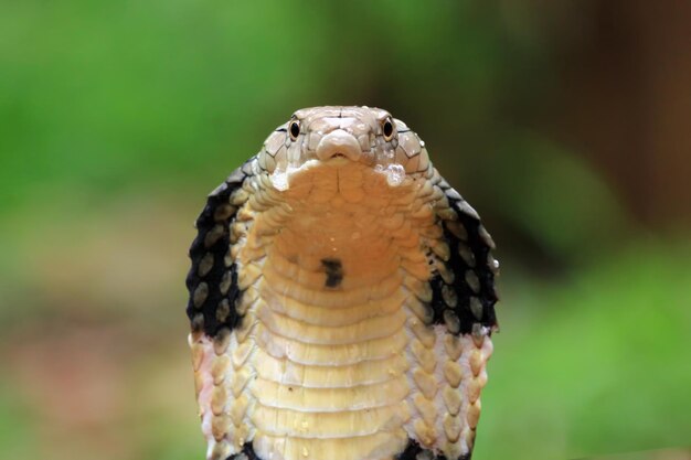Cabeza de primer plano de serpiente cobra real desde la vista lateral