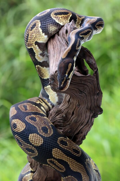 Cabeza de primer plano de serpiente phyton de bola Primer plano de serpiente phyton de bola en madera