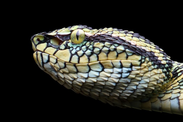 Cabeza de primer plano de serpiente víbora Wagleri en serpiente wagleri de hermoso color