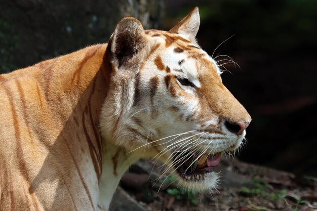 Cabeza de primer plano de tigre dorado Cara de primer plano de tigre atigrado dorado