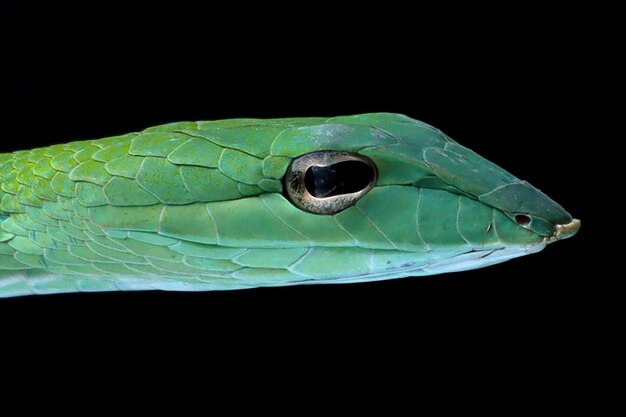 Cabeza de serpiente Ahaitulla prasina closeup sobre fondo negro