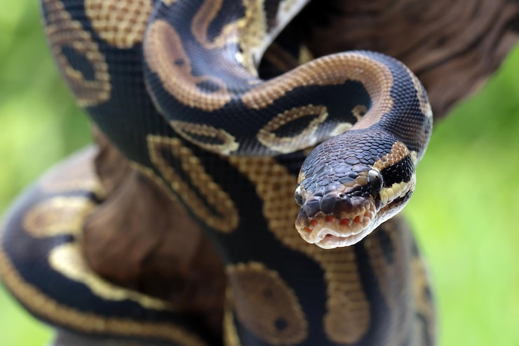 Foto gratuito cabeza de serpiente de fitón de bola en primer plano