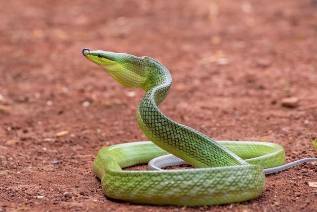 Cabeza de serpiente Gonyosoma Serpiente gonyosoma verde mirando alrededor Gonyosoma oxycephalum