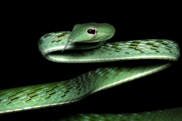 Foto gratuito cabeza de serpiente de vid asiática closeup en rama