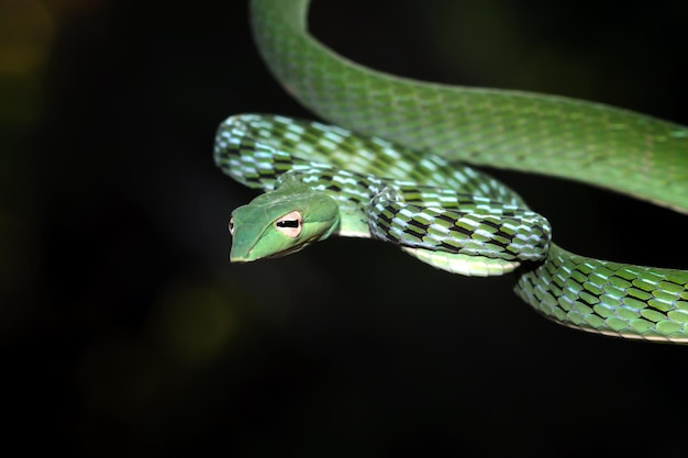 Cabeza de serpiente de vid asiática primer plano con fondo negro serpiente de vid asiática lista para atacar primer plano animal