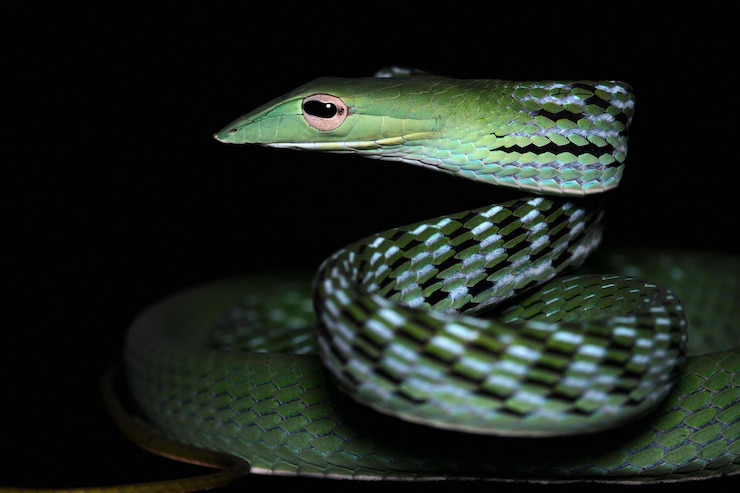 Foto gratuito cabeza de serpiente de vid asiática primer plano de serpiente de vid asiática lista para atacar primer plano de animal