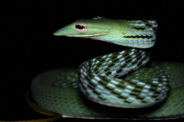 Cabeza de serpiente de vid asiática primer plano de serpiente de vid asiática lista para atacar primer plano de animal