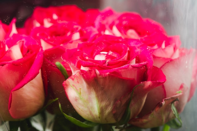 Cabezas de hermosas rosas