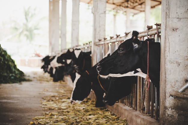 cabezas de vacas holstein blancas y negras alimentándose de pasto en establo en Holanda