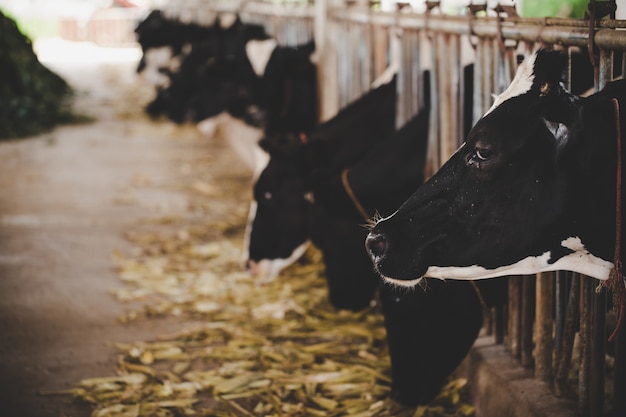 cabezas de vacas holstein blancas y negras alimentándose de pasto en establo en Holanda