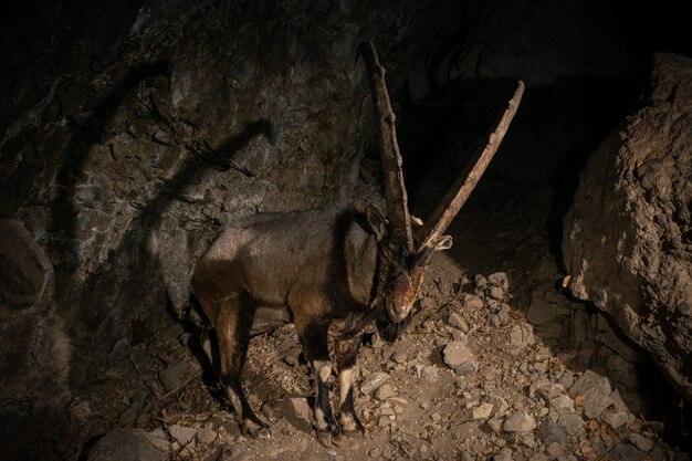 Cabra bezoar salvaje en el hábitat natural Bezoar ibex Capra aegagrus