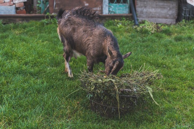 Cabra comiendo hierba en la granja