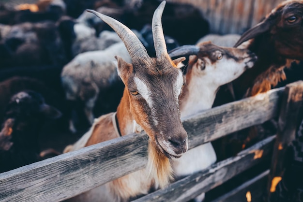 Foto gratuita cabra curiosa en corral de madera que mira la cámara