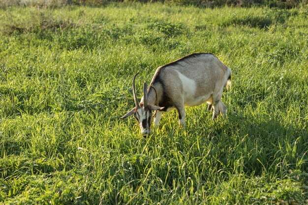 Cabra doméstica en la granja comiendo hierba