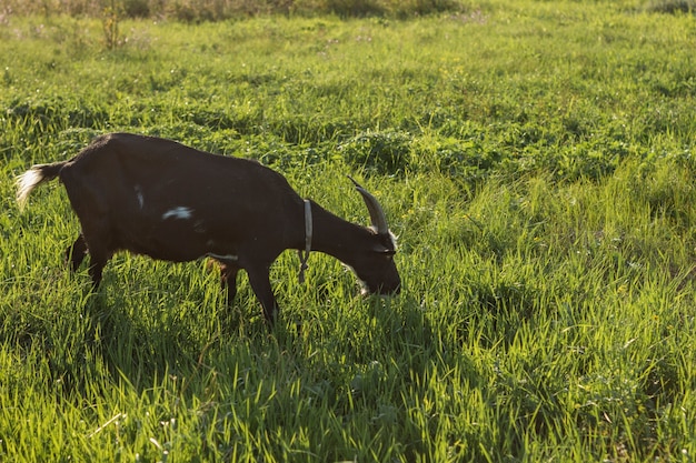 Cabra doméstica negra comiendo hierba