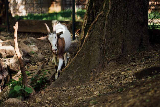 Cabra de la granja del primer cerca del árbol