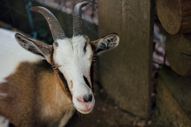 Foto gratuita cabra de la granja del primer en establo