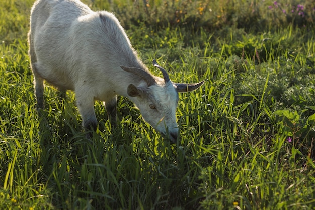 Cabra madura en la granja comiendo hierba