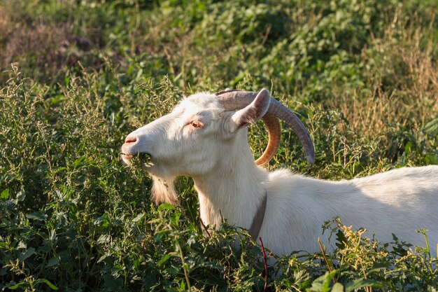 Cabra en la naturaleza comiendo hierba