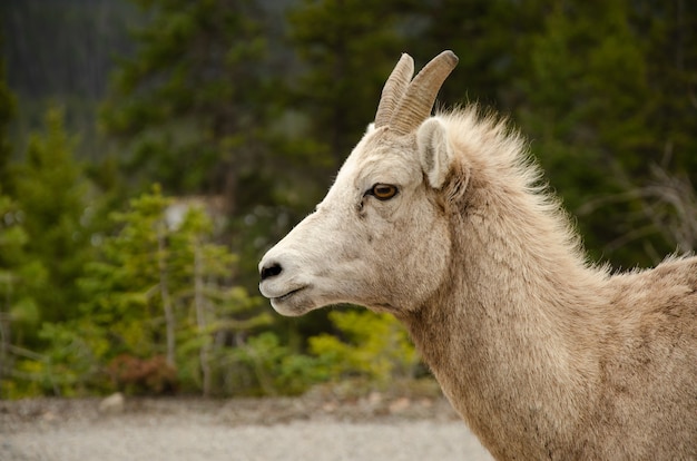 Cabra peluda blanca con ojos marrones y cuernos cortos