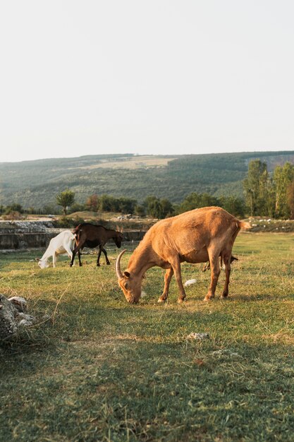 Cabras comiendo hierba en el prado