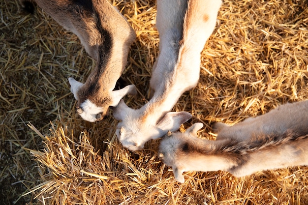 Foto gratuita cabras en la granja en un día soleado.