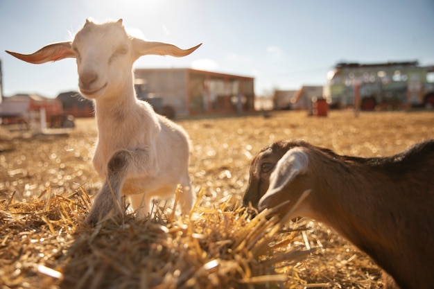 Cabras en la granja en un día soleado.