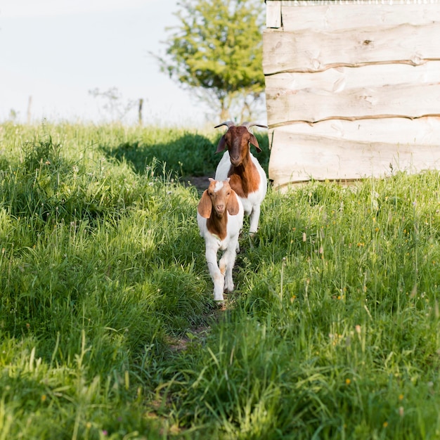 Cabras en la granja