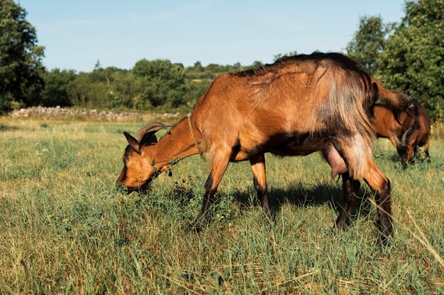 Cabras marrones comiendo en el prado