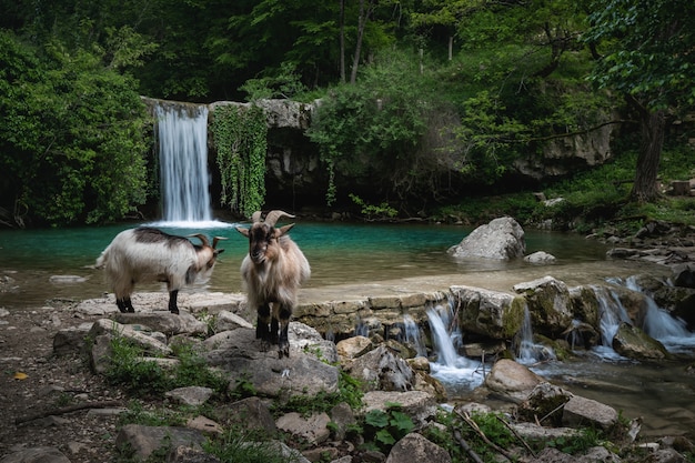 Cabras en la orilla del río