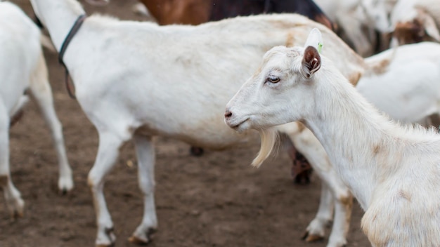 Cabras de primer plano en la granja