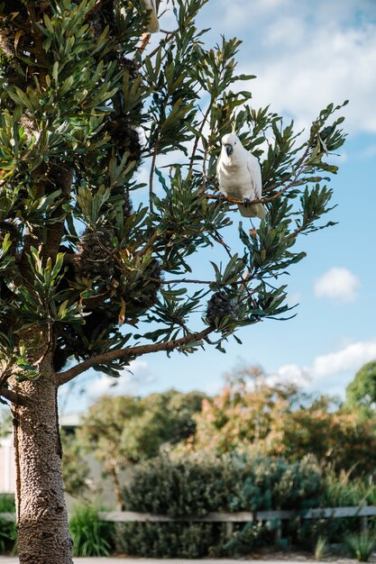 cacatúa en el árbol