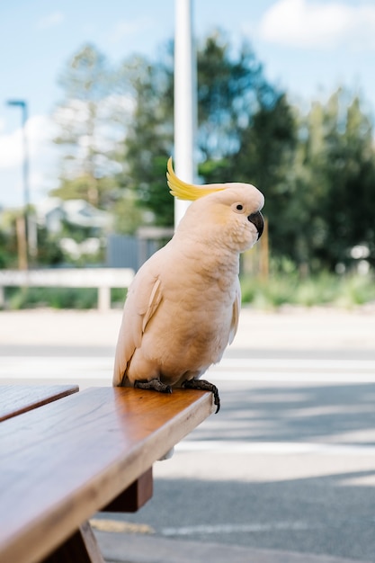 cacatúa blanca