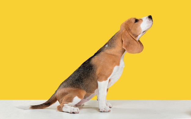 cachorro beagle en amarillo