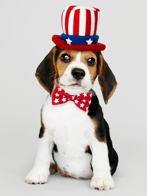 Foto gratuita cachorro de beagle americano