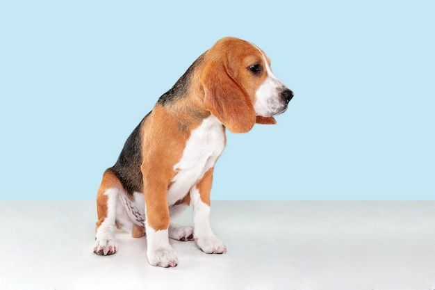 cachorro beagle en azul