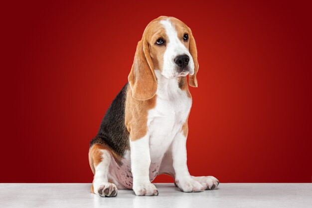 cachorro beagle en rojo