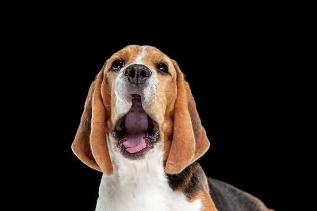 Cachorro beagle tricolor está planteando. Lindo perrito o mascota blanco-braun-negro está jugando sobre fondo negro. Mira atenta, interesada. Foto de estudio. Concepto de movimiento, movimiento, acción. Espacio negativo.