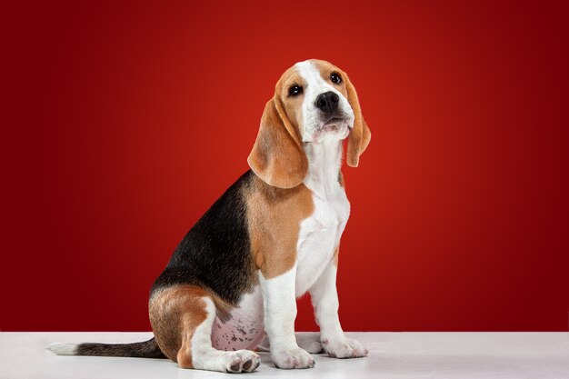 Cachorro beagle tricolor está planteando. Lindo perrito o mascota blanco-braun-negro está jugando sobre fondo rojo. Parece atenta y juguetona. Foto de estudio. Concepto de movimiento, movimiento, acción. Espacio negativo.