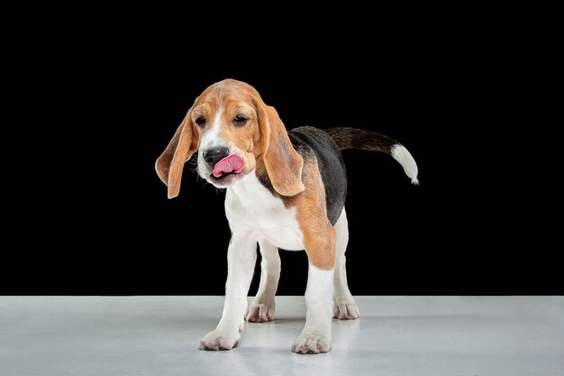 Cachorro beagle tricolor está planteando