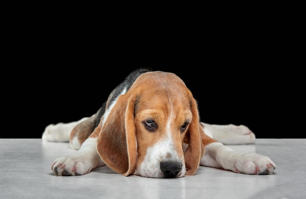 Cachorro beagle tricolor está planteando