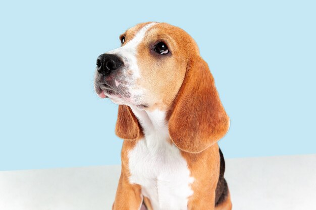 Cachorro beagle tricolor está planteando