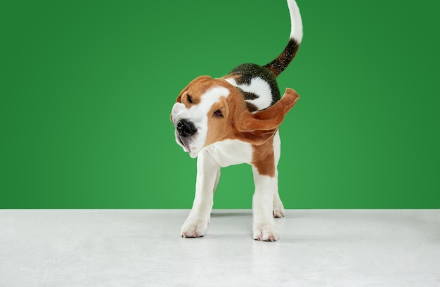 Foto gratuita cachorro beagle tricolor está planteando