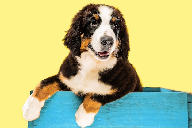 Cachorro Berner sennenhund posando dentro de bolsa azul